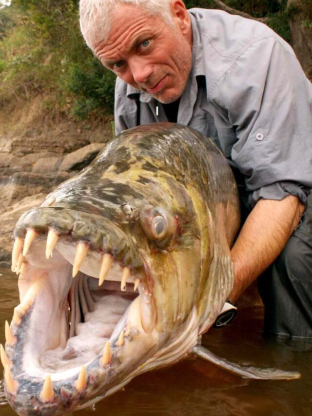 10 Deadlist Monster Found In The Amazon.