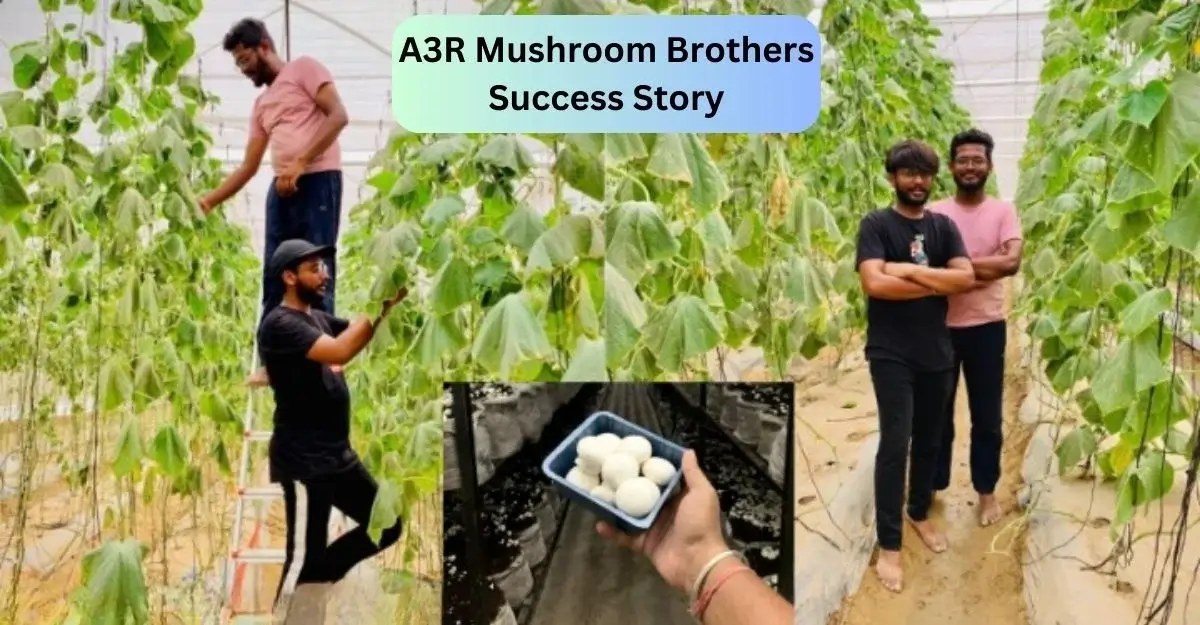 A3R Mushroom Brothers